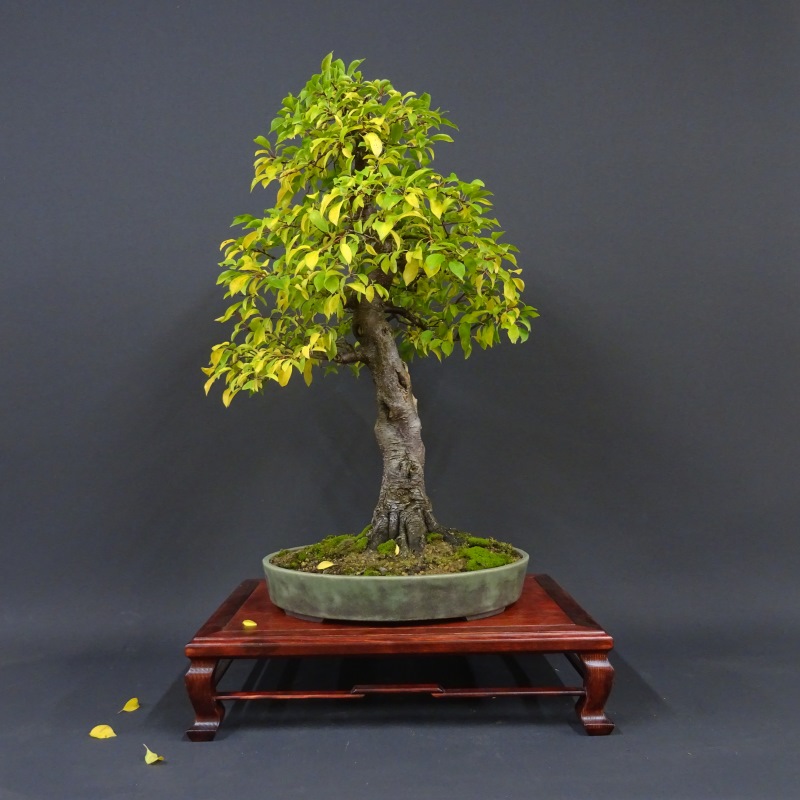 Bonsai, Mirabelle, Pflaume, Frei aufrechter Stil, Herbstfärbung